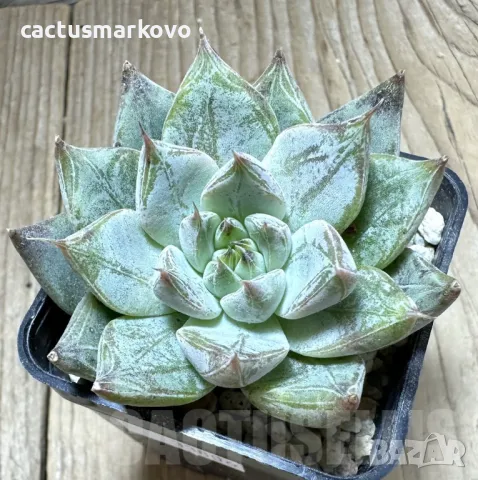 Echeveria ‘Rajoya’, снимка 3 - Стайни растения - 48039249