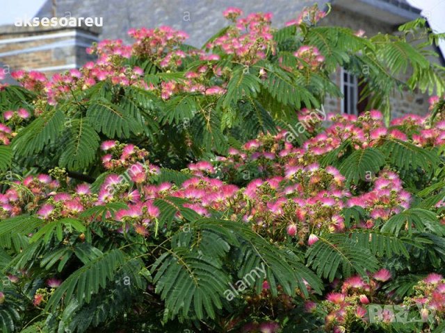 400 висококачествени семена от красиво декоративно копринено спящо медоносно дърво албиция за декора, снимка 12 - Разсади - 37673595