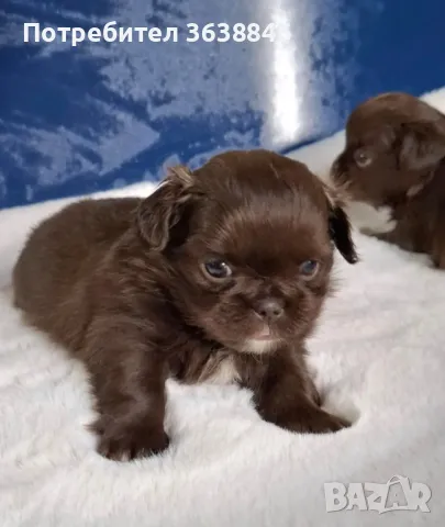 Пекинез, снимка 1