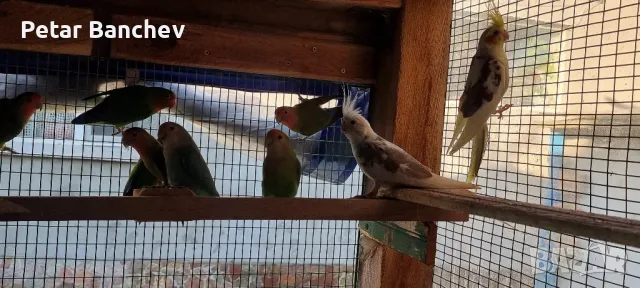 корели и скумруци , снимка 8 - Папагали - 47539847