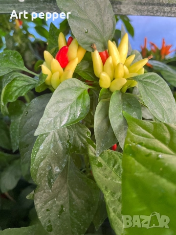 Екзотични люти чушки в саксия, снимка 16 - Градински цветя и растения - 51202444