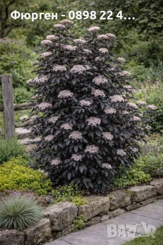 Бъз „Черна кула“ – Sambucus nigra ‘Black Tower’, снимка 5 - Разсади - 55862151