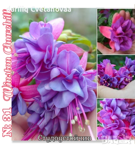 Фуксия за вашата градина , снимка 7 - Градински цветя и растения - 54220241