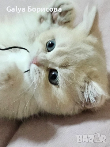 Британски родословни котенца  лилаво злато , снимка 3 - Британска късокосместа - 53502654