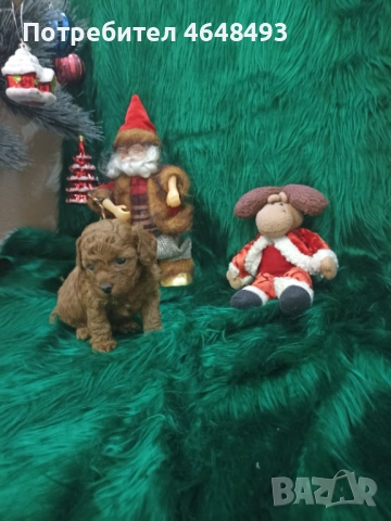 Той Пудел, снимка 2 - Пудели - 52416748