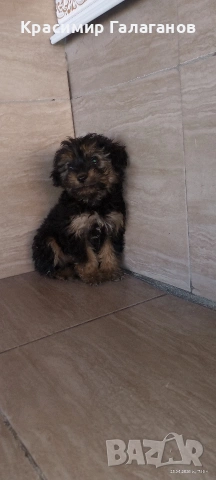 Кученцето е на 55дни женско с 1 ваксина за повече информация на посочения телефон 