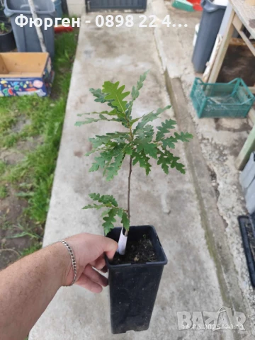 Дъб - Обикновен, снимка 6 - Разсади - 51077312