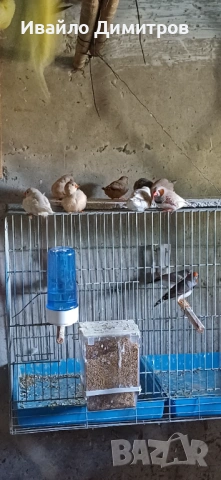 Зеброви амадини 