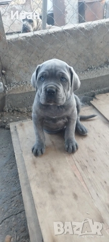 Cane Corso Italiano, снимка 3 - Търси партньор - 53836498