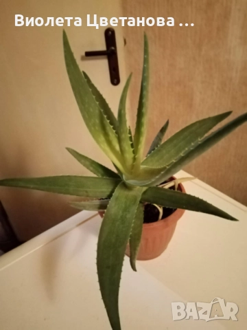 Цвете алое вера в саксия