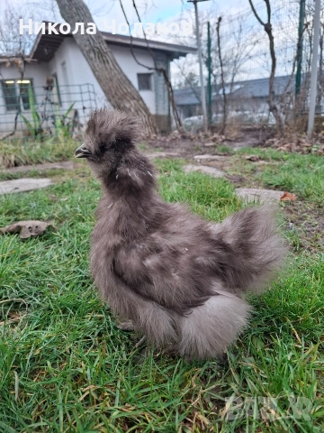 Американски копринки пилета , снимка 2 - Кокошки и пуйки - 52954194