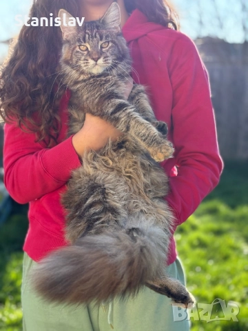 Котенца Мейн Куун, снимка 10 - Мейн кун - 50967412