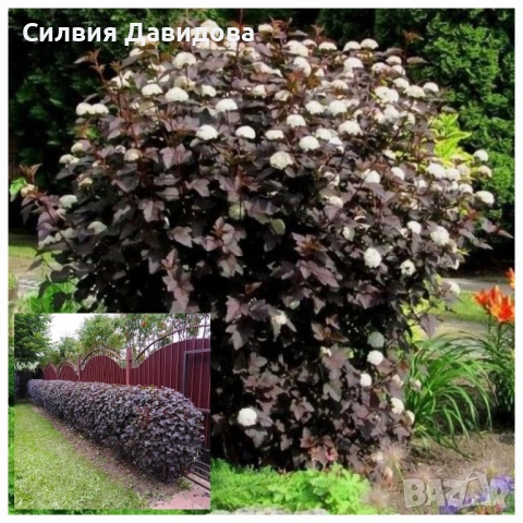 Физокарпус