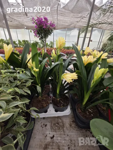 Киливия - Жълта, снимка 2 - Разсади - 49936153