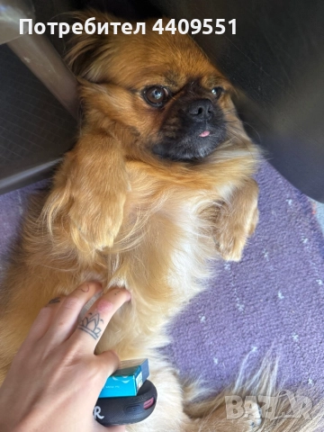 Търсим приятелка за Бари , снимка 2 - Търси партньор - 52755778