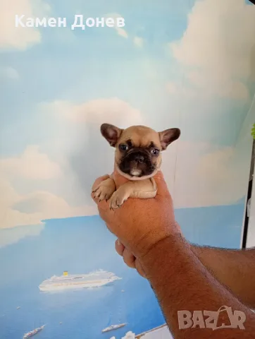 Френски булдог  french bulldog 