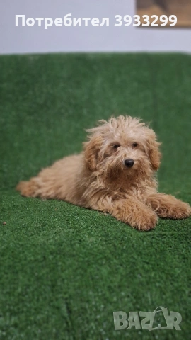 Пудел той пуделчета 