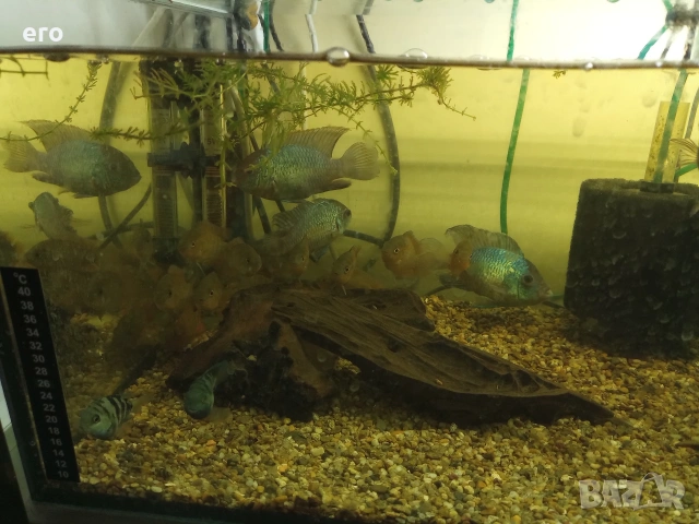 Акара блу електрик, снимка 3 - Рибки - 54036043