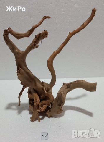 Корен от Азалия /декорация/ 52