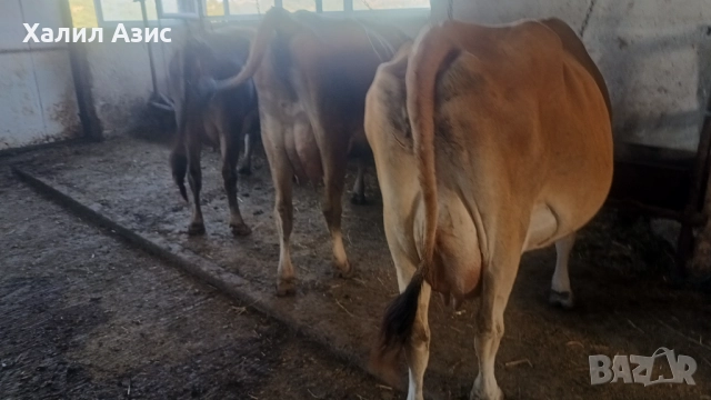Продавам стадо крави джарсей. 34 броя редовни дойни. Повечето са бременни 7-ми месец., снимка 9 - Крави - 52032985