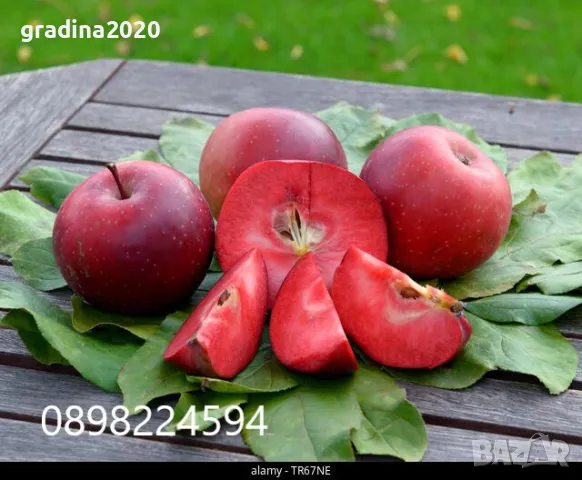 Ябълка  RedLove “Sirena”  – “ Червена луна”