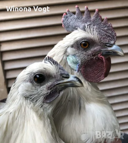 Зомби пилета - Zombie Chicken - яйца за люпене