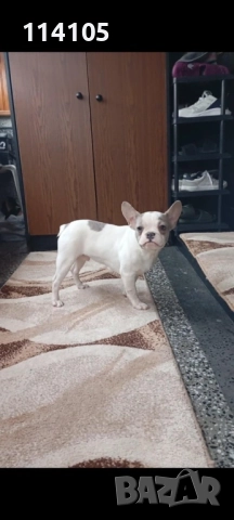 Френски булдочета, снимка 2 - Френски булдог - 52394055