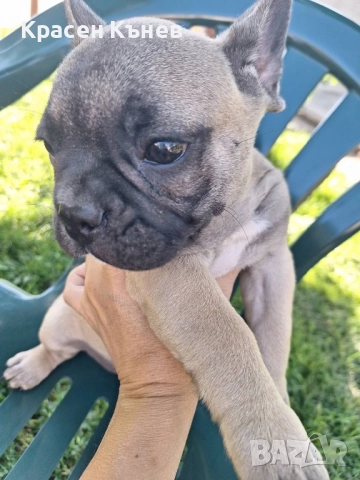 Френски булдог - пясъчни 