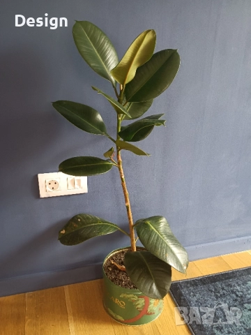 Стайно растение Фикус 90 см.