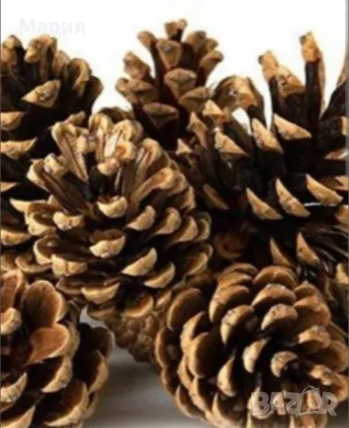 Шишарки/на едро