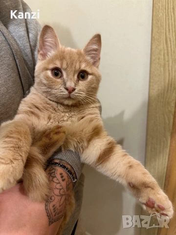 Британски Коте British, снимка 2 - Британска късокосместа - 53014697