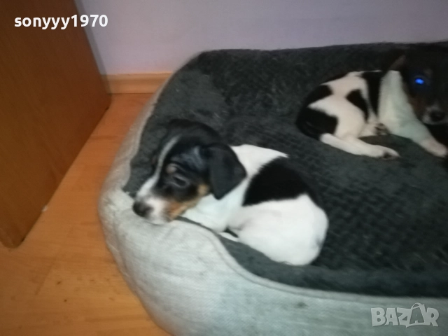 джак ръсел женски кутрета с паспорт и ваксина 1910251308, снимка 8 - Джак ръсел териер - 52105790