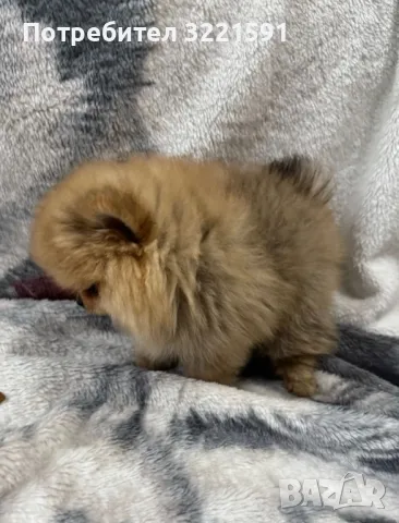 Померан , снимка 5 - Померан - 49858182