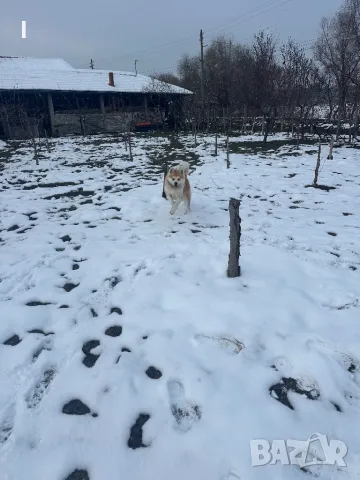 Акита ину, снимка 5 - Търси партньор - 48695403