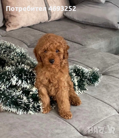 Продавам той пудел момченце, снимка 6 - Пудели - 52908328