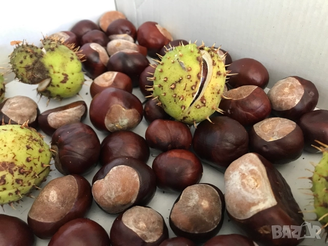Конски кестени, снимка 2 - Други - 51794486