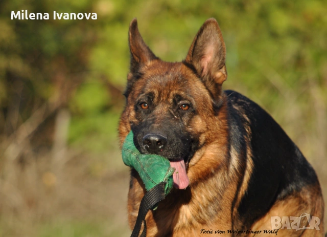 Женска немска овчарка с дълъг косъм от развъдник , снимка 13 - Немска овчарка - 54174191