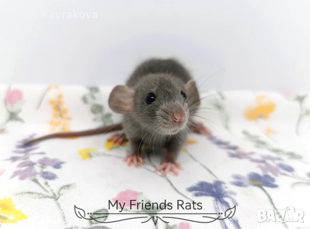 Декоративни плъхчета , снимка 14 - Други - 37326095