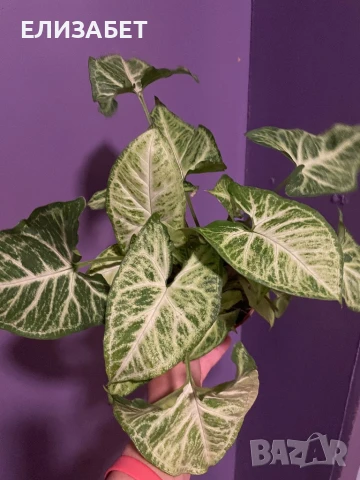 Singonium, снимка 1