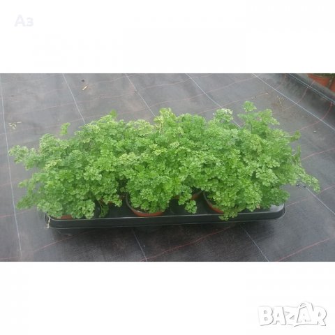 Продавам градински магданоз - семена, реколта 2025 г., снимка 8 - Сортови семена и луковици - 34520721