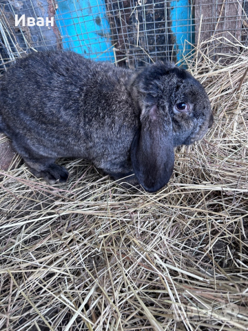 Кочовати зайци, снимка 2 - Други животни - 44556367