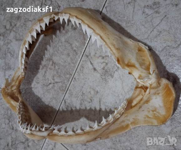 Челюст от Бул Шарк "БИЧА АКУЛА" 100% Истинска