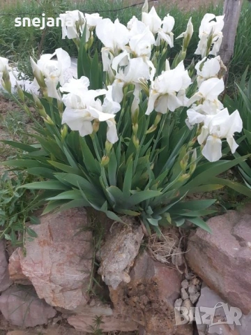 Ириси грудки жълт,бял, снимка 2 - Сортови семена и луковици - 54032094