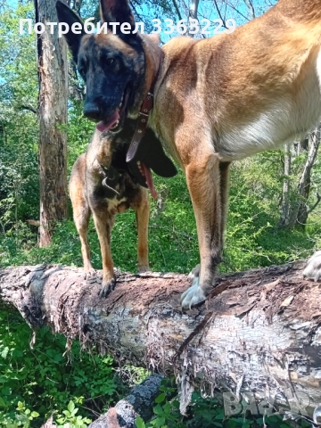 Продавам , снимка 5 - Белгийска овчарка - 52840117