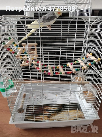 Продавам папагал Корела с клечката., снимка 3 - За птици - 53987304