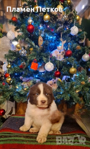 Българско овчарско куче , снимка 5 - Каракачанска овчарка - 52714244