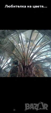 семе от палма Брахея Армата 2 евро за брой, снимка 4 - Градински цветя и растения - 53141032