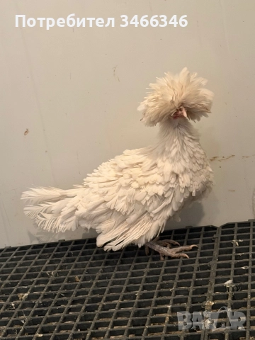 Продавам декоративни кокошки, снимка 2 - Кокошки и пуйки - 52585183