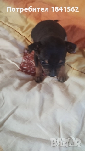 Продават се, снимка 2 - Пинчер - 52944449