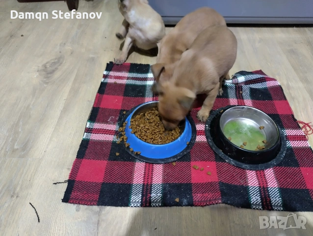 продавам мини пинчер , снимка 4 - Пинчер - 53326752